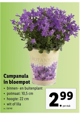 Campanula in bloempot