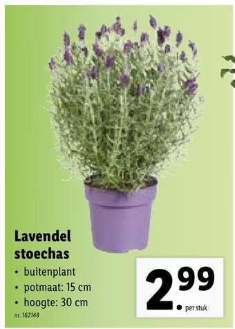 Lidl Lavendel stoechas aanbieding