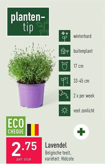 ALDI Lavendel aanbieding