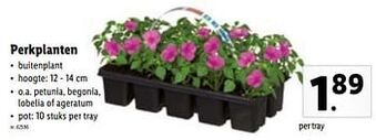 Lidl Perkplanten aanbieding