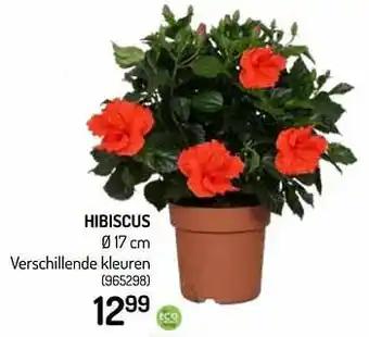 Hibiscus