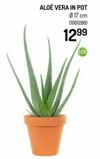 Aloë vera in pot