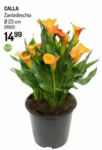 Calla