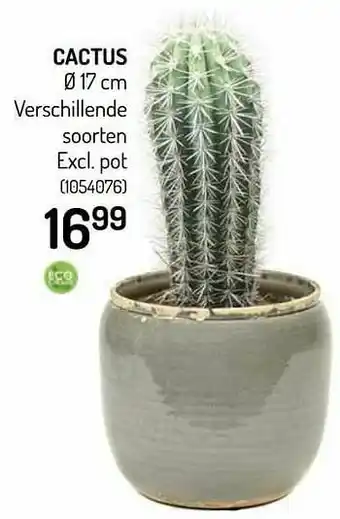 Cactus