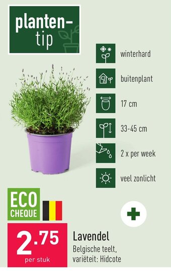 ALDI Lavendel aanbieding