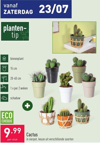 Cactus