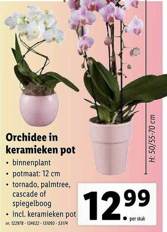 Lidl Orchidee In Keramieken Pot aanbieding