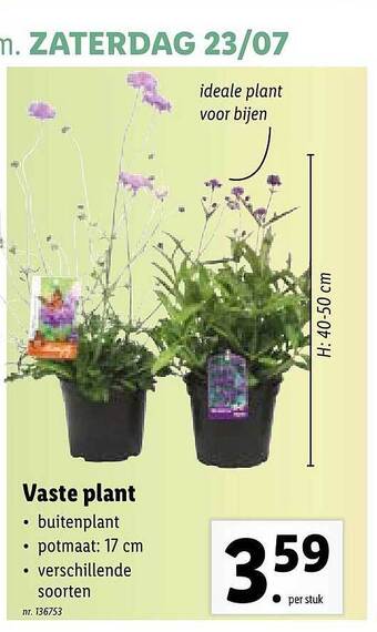 Vaste Plant