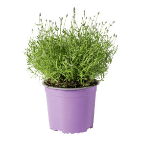 ALDI Lavendel aanbieding