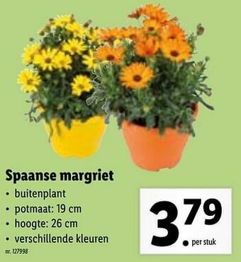 Lidl Spaanse margriet aanbieding