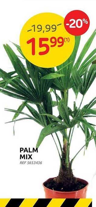 Brico Palm Mix aanbieding