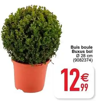 Cora Buis boule buxus bol aanbieding