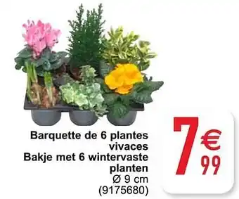 Cora Barquette de 6 plantes vivaces bakje met 6 wintervaste planten aanbieding