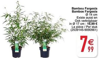 Cora Bambou fargesia bamboe fargesia aanbieding