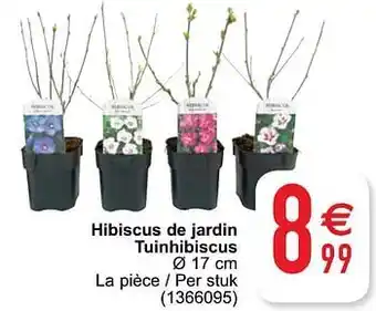 Hibiscus de jardin tuinhibiscus 17cm