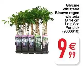 Cora Glycine whisteria blauwe regen wisteria aanbieding