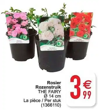 Cora Rosier rozenstruik the fairy 14cm aanbieding