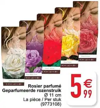 Rosier parfumé geparfumeerde rozenstruik 11cm