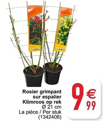Cora Rosier grimpant sur espalier klimroos op rek 21cm aanbieding