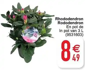 Rhododendron rododendron