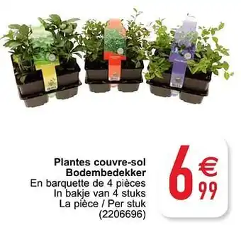 Plantes couvre-sol bodembedekker
