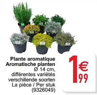 Cora Plante aromatique aromatische planten 14cm aanbieding