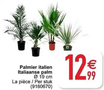 Palmier italien italiaanse palm 19cm