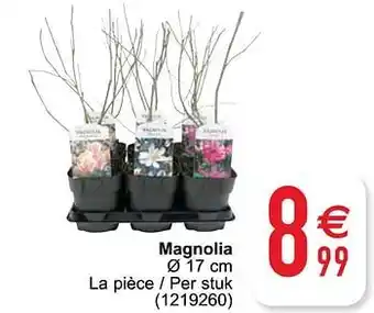 Magnolia 17cm
