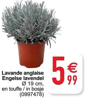 Lavande anglaise engelse lavendel 19cm