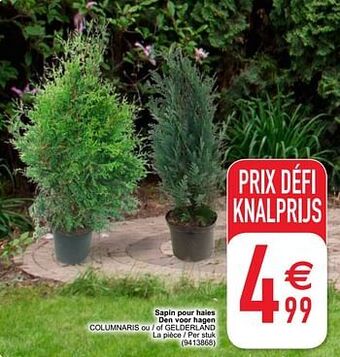 Sapin pour haies den voor hagen