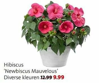 Hibiscus