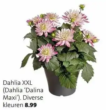 Dahlia xxl