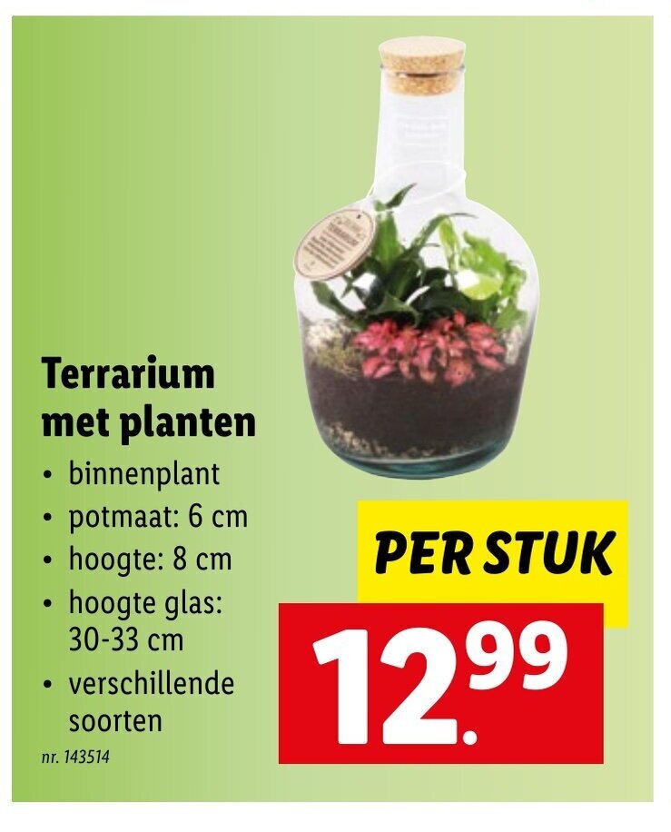 Terrarium Met Planten, Per stuk 6 cm x 8 cm x 3033 cm, 143514 promotie