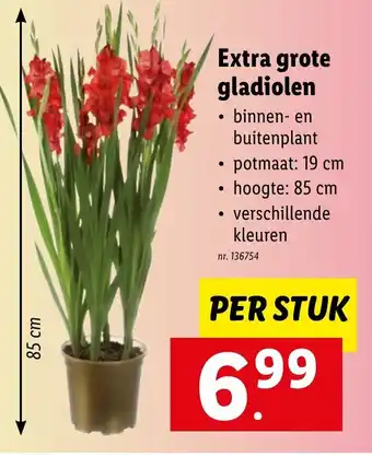 Lidl Extra Grote Gladiolen binnen- en buitenplant, Per stuk 19 cm x 85 cm, 136754 aanbieding
