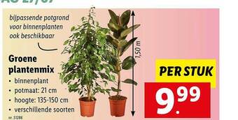 Lidl Groene Plantenmix aanbieding