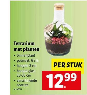 Lidl Terrarium Met Planten aanbieding