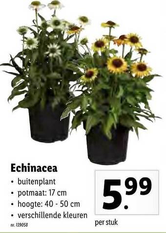 Lidl Echinacea aanbieding