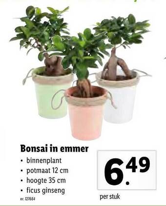 Lidl Bonsai In Emmer aanbieding