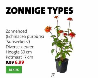 Intratuin Zonnehoed aanbieding