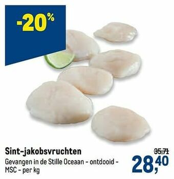 Sint-jakobsvruchten