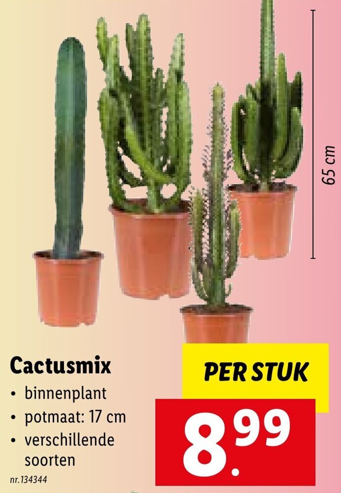 Cactusmix 65 cm promotie bij Lidl