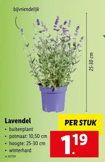 Lidl Lavendel 25-30 cm aanbieding