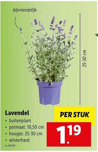 Lidl Lavendel aanbieding