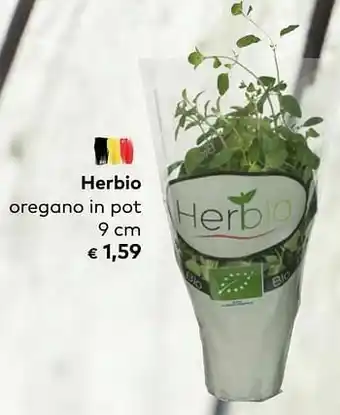 Herbio oregano