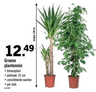 Lidl Groene plantenmix aanbieding