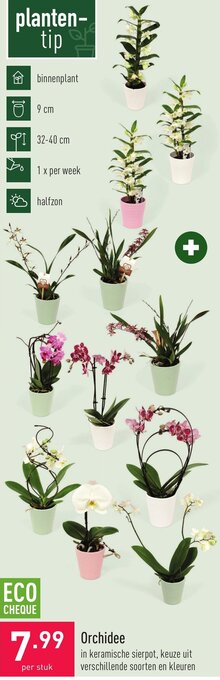 ALDI Orchidee aanbieding