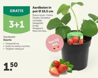 AVEVE Aardbeien in pot ø 10,5 cm elsanta aanbieding