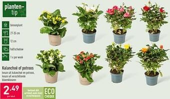 Kalanchoë of potroos