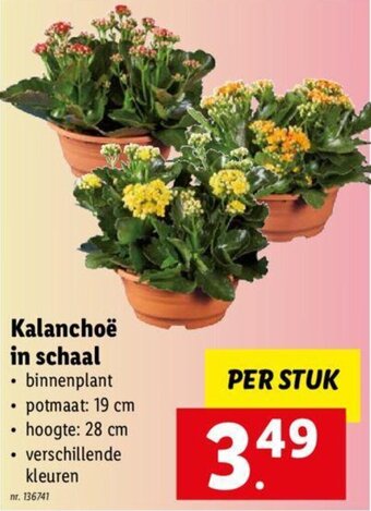Kalanchoe in schaal