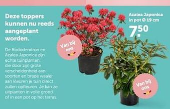 Azalea japonica in pot ø 19 cm